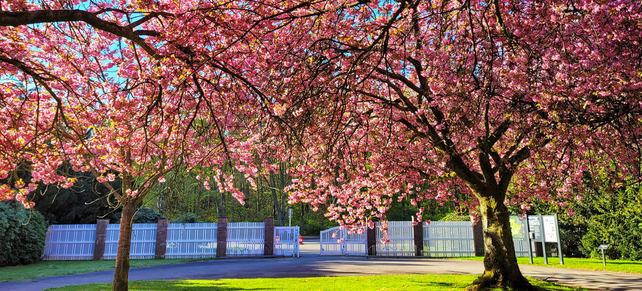 Kirschblüten in voller Pracht