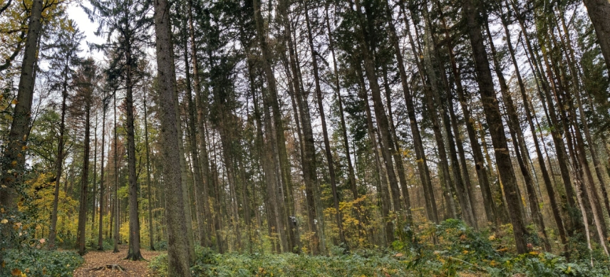 Borkenkäfer: Mehr als 100 Bäume im Volkspark müssen gefällt werden