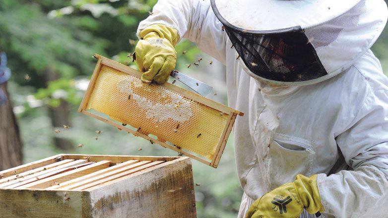 Köstlicher Honig aus den Elbvororten: Jetzt fliegen die Bienen wieder...