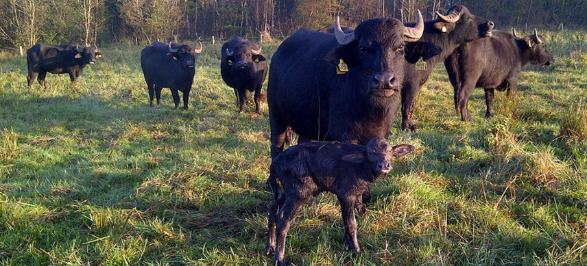 Eine Büffel-Familie in der Rahwisch-Niederung in Pinneberg. Am 1. Juni können Kleingruppen die Tiere aus nächster Nähe bewundern.